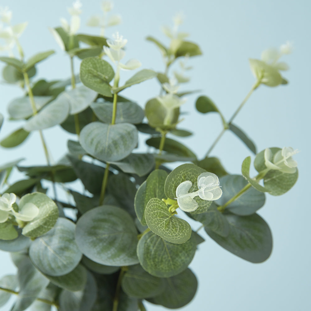 Eucalyptus Spray