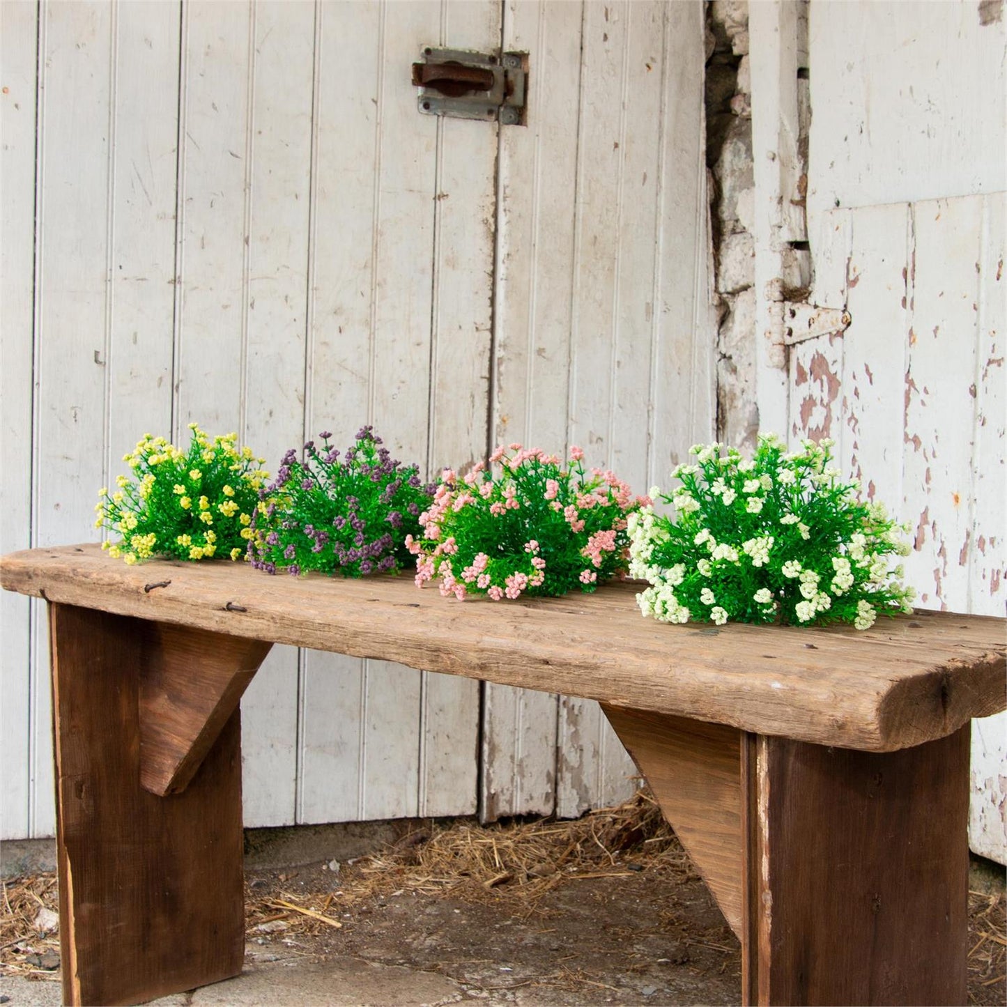 Half Sphere Phlox