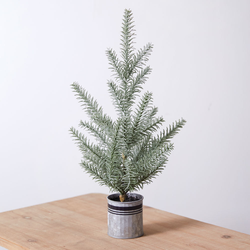 Tabletop Fir