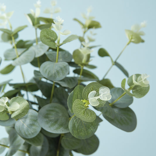 Eucalyptus Spray